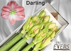 Hipp Ga Darling