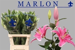 Li Or Marlon 100cm 55+