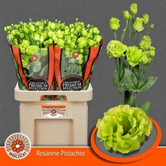 Eus G Ros Pistachio