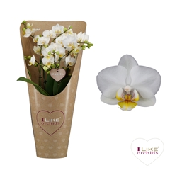 Phal Mf F French Blo 17Ø 50cm