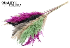 Pampas Grass 70 Mixed 8 70cm