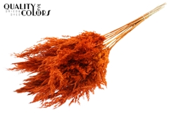 Pampas 70cm Orange 70cm