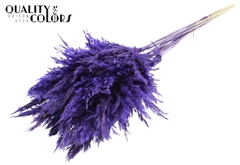 Pampas 70cm Purple 70cm