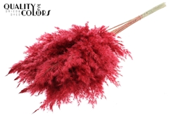 Pampas 70cm Red 70cm