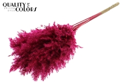 Pampas 70cm Cerise 70cm