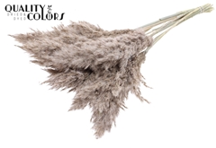 Pampas 70cm Fr. White 70cm