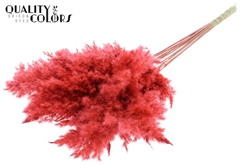Pampas 70cm Coral 70cm