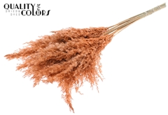 Pampas 70cm Fr. Salmon 70cm