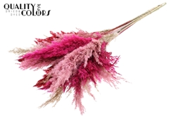 Pampas 70cm Lady Mixed 70cm
