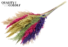 Pampas Grass 70 Mixed 2 70cm