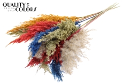 Pampas Grass 70 Mixed 6 70cm