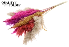 Pampas Grass 70 Mixed 10 70cm