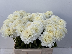 Dahl White Love 60cm