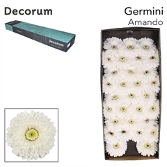 Germini Amando 45cm 7cm Ø
