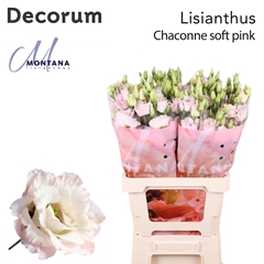 Eus G Chac Soft Pink 70cm