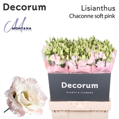 Eus G Chac Soft Pink 70cm
