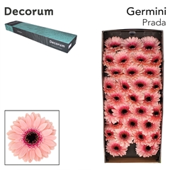 Germini Prada 45cm 7cm Ø
