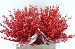 Ilex Vert (RODE Bes) 60cm