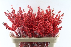 Ilex Vert (RODE Bes) 70cm