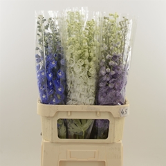 Delph Du Mixed 90cm 23