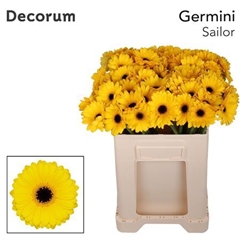 Germini Sailor 50cm 7cm Ø