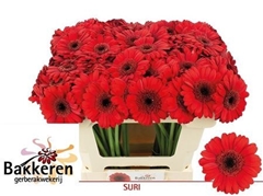 Germini Suri 50cm 7cm Ø