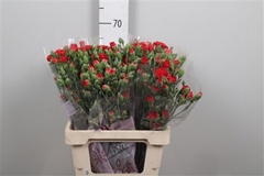 Di Tr Token 65cm 23
