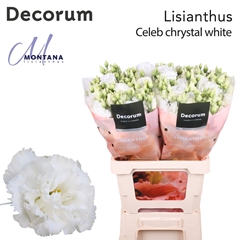 Eus G Celeb Chrystal 70cm