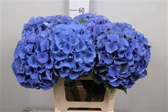 Hydr M Roy Crown Bl 60cm 15cm Ø