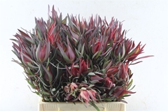 Leucad Sal Blush 40cm