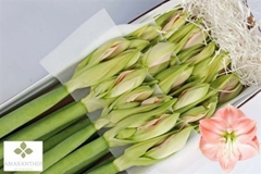 Hipp St Darling 70cm 4+