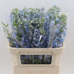 Delph En Sky Waltz 80cm 23