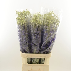 Delph En Deldon Purp 90cm 23