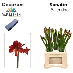 Hipp Co Sonat Balent 45cm 35+