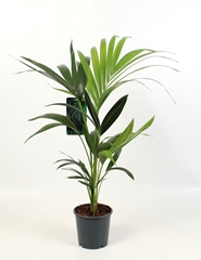 Howea Forsteriana 17Ø 80cm