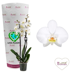 Phal Ov Wit 12Ø 65cm