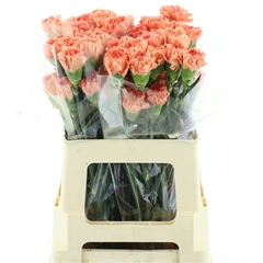 Di St Orange Magic 55cm 23