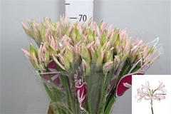 Ne Bo Sofie 70cm