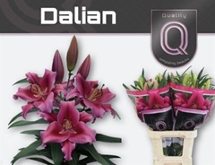 Li Ot Dalian 95cm 45+