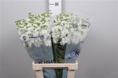 Matth Iron White 70cm 23