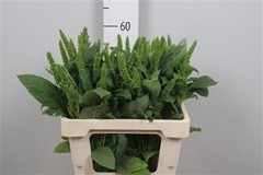 Amar Green Thumb 60cm