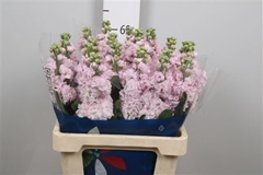 Matth Iron Cherry Bl 60cm 23