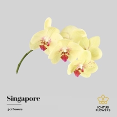 Phal Other Per Tak 35cm