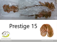 Anth A Prestige 7cm Ø