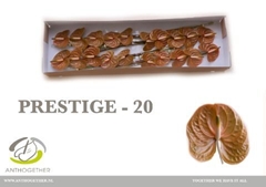 Anth A Prestige 9cm Ø