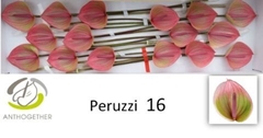 Anth A Peruzzi 11cm Ø