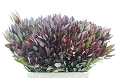 Leucad Safari Sunset 60cm