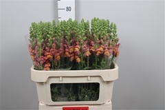 Antir Antibes Orange 75cm