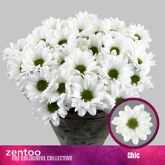 Chr T Chic 70cm 80gram