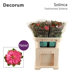 Alstr Fash Sofiena 70cm